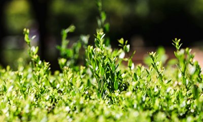 Désimperméabilisations et végétalisations en centre-ville 
