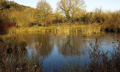 illustration Restauration d'une prairie alluviale
