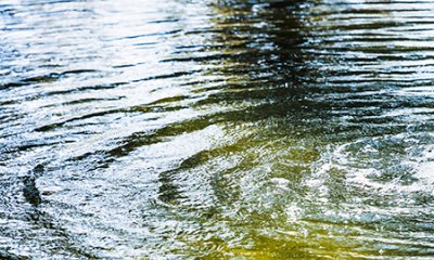 illustration Un jardin de pluie pour limiter le ruissellement urbain