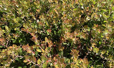 Plantation de haies brise-crue