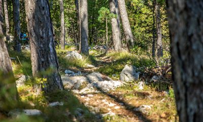 Restauration de tourbières de pente en forêt