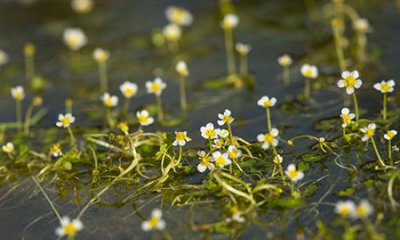 Restauration et préservation de cours d'eau et de zones humides en tête de bassin versant