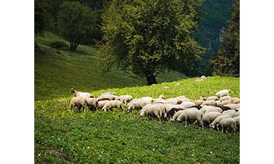 Projet LIFE Natur'Adapt